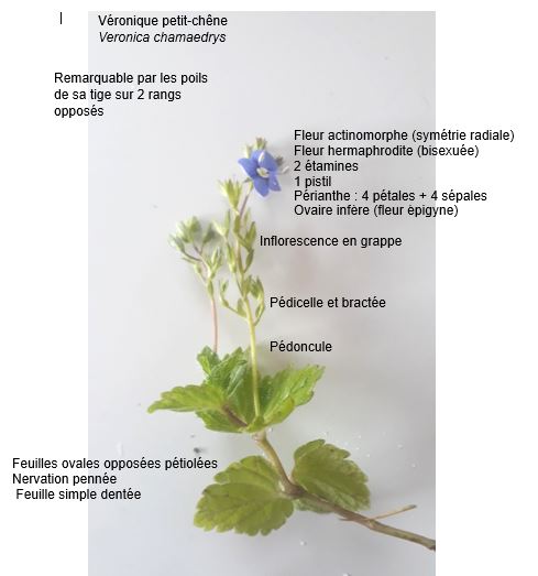 Annexe Véronique petit-chêne.JPG