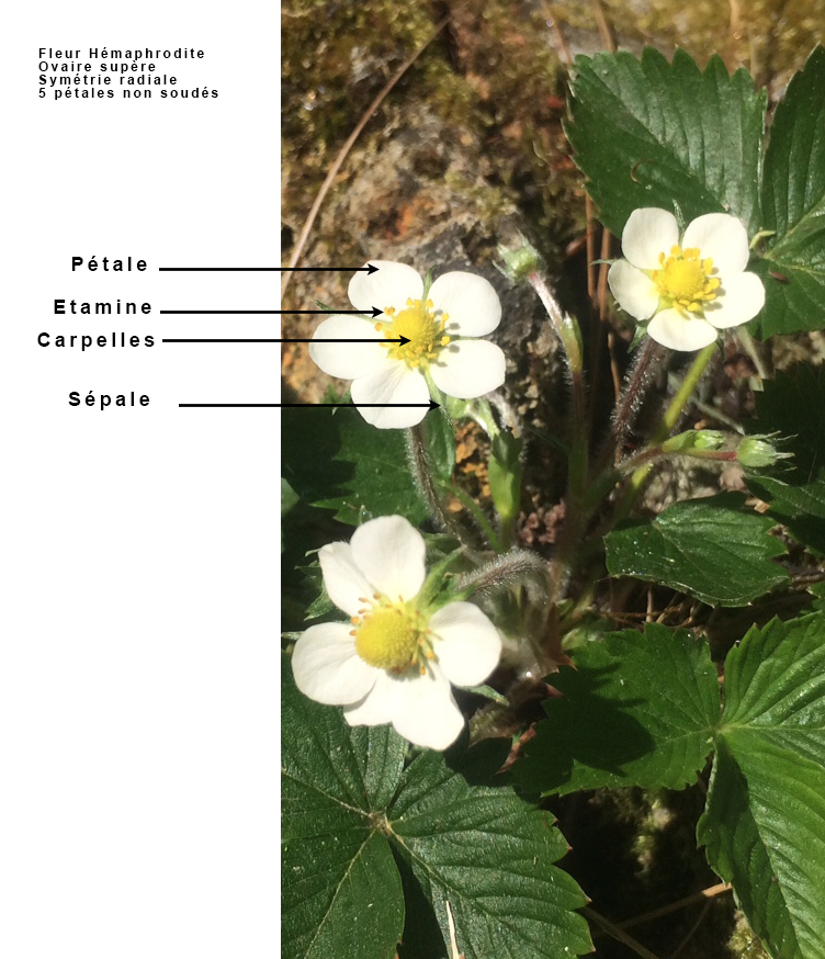 Annexe Fleur fraise des bois.jpg