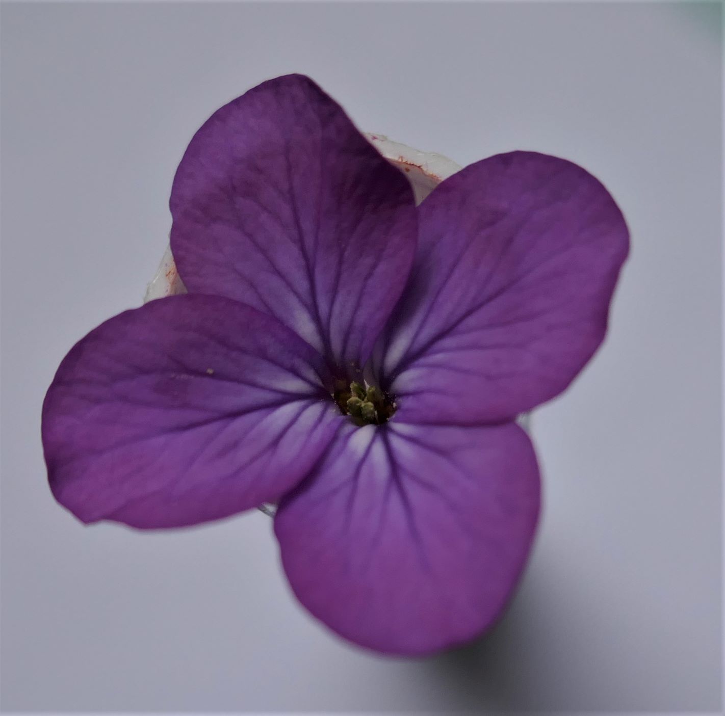 Annexe lunaria annua -pétales et étamines1.jpg