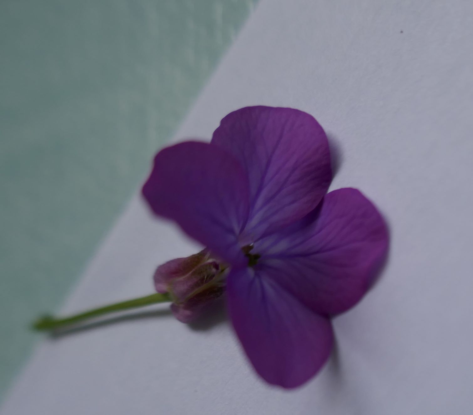 Annexe lunaria annua sépales et ovaires 1.jpg