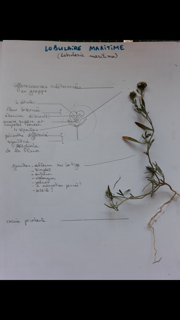 Annexe Screenshot_20200417-154135_Gallery[1].jpg