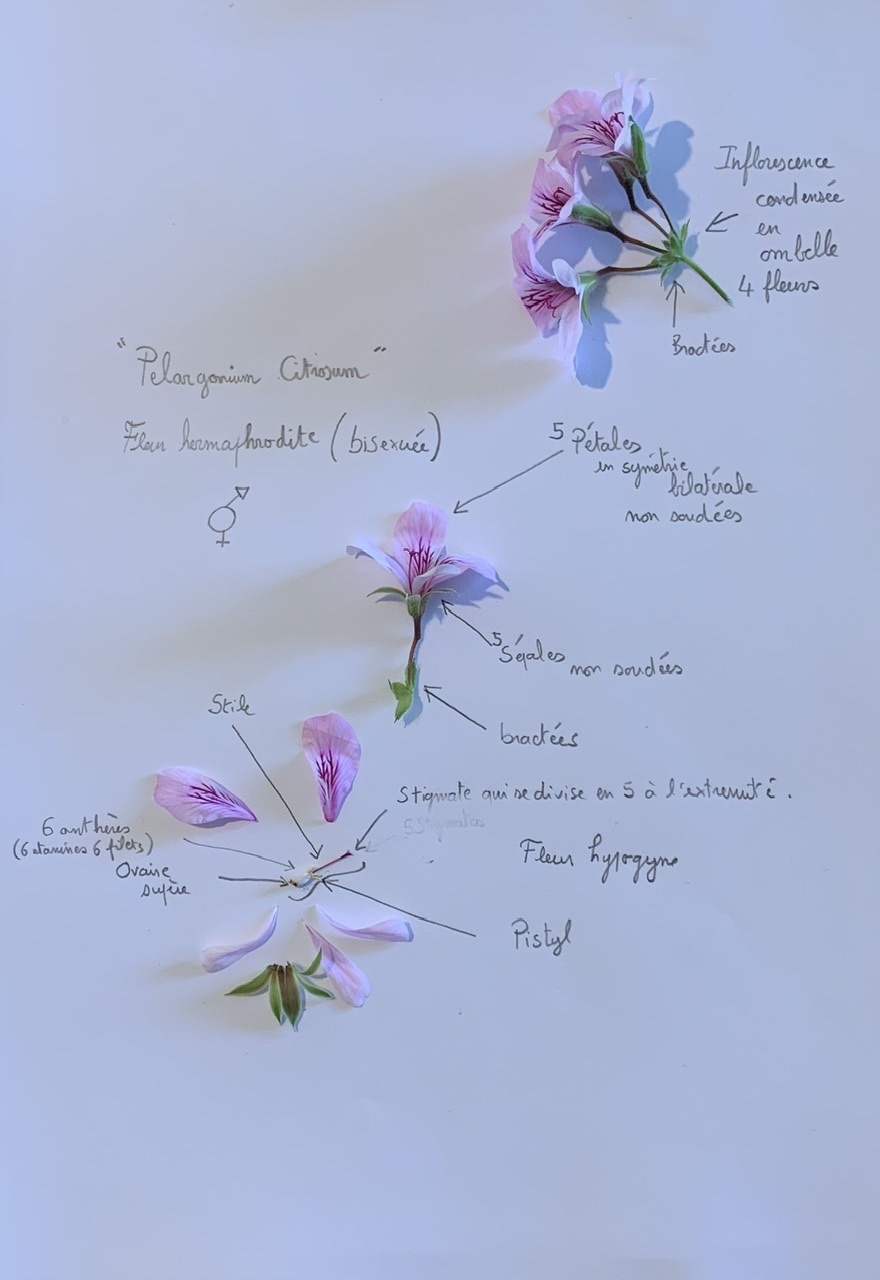 Annexe 93B3D304-2AD7-4A4D-9349-8C687AE39B90.jpeg