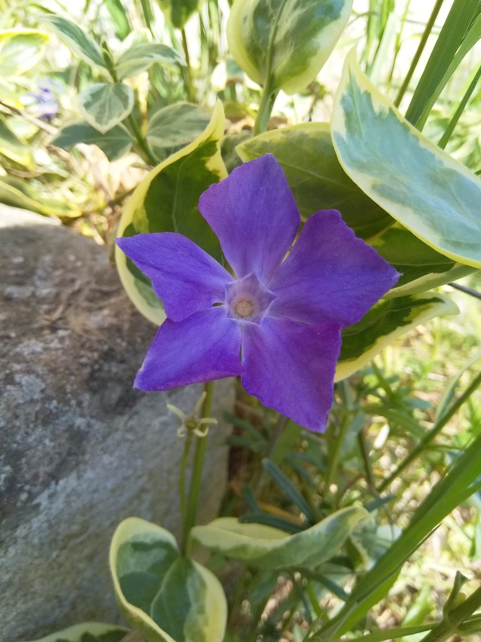 Annexe IMG_20200413_124130.jpg