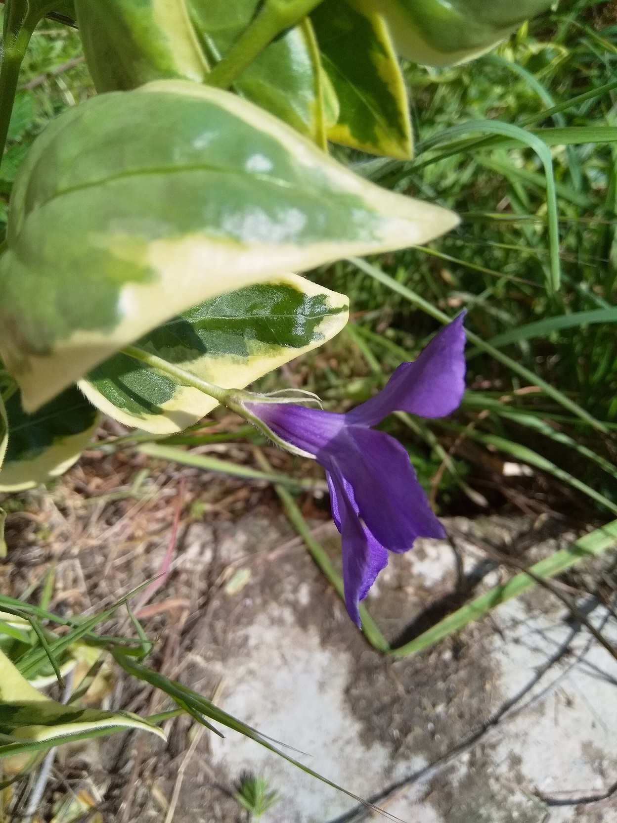 Annexe IMG_20200413_124140.jpg