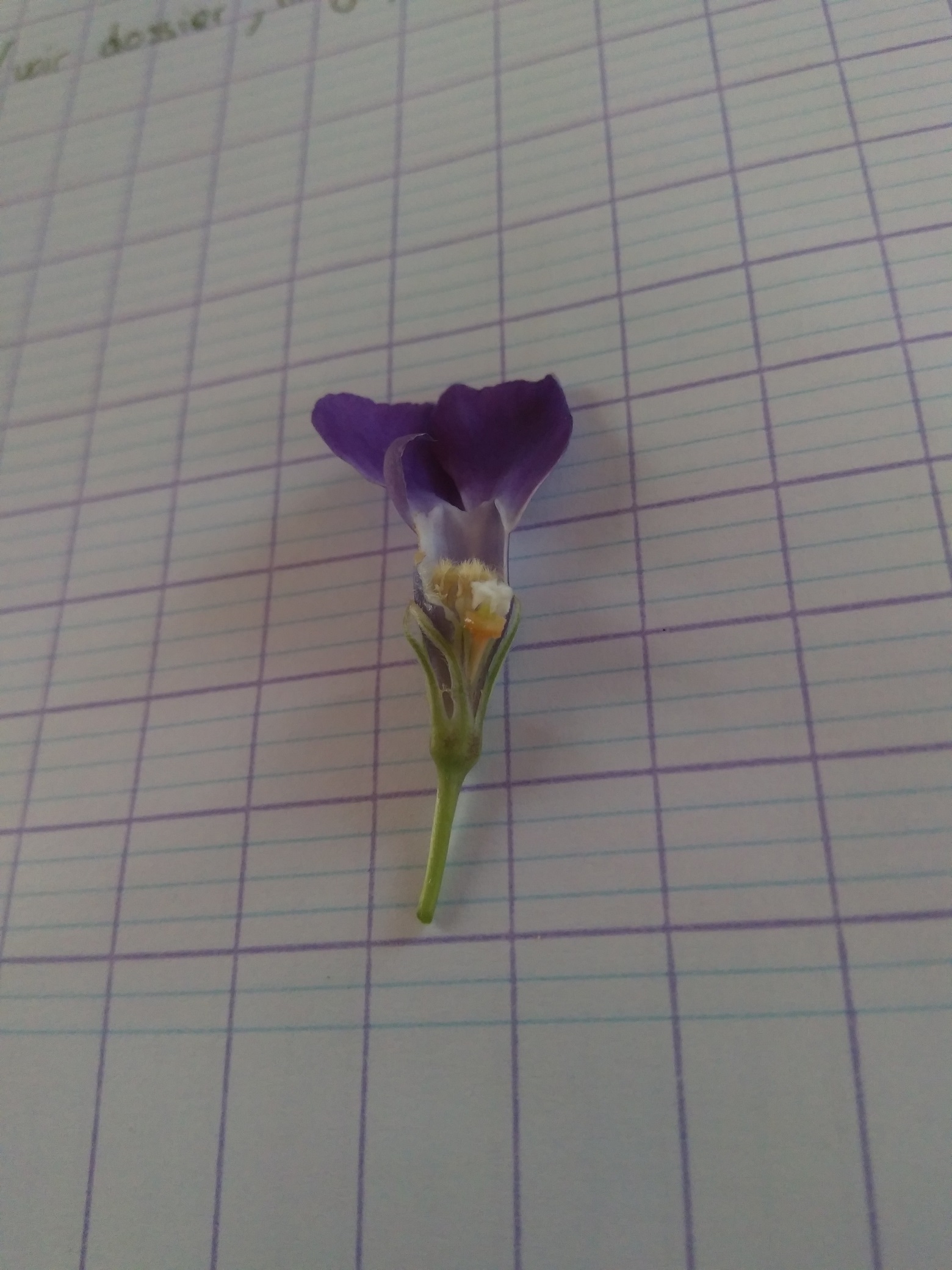 Annexe IMG_20200417_160636.jpg