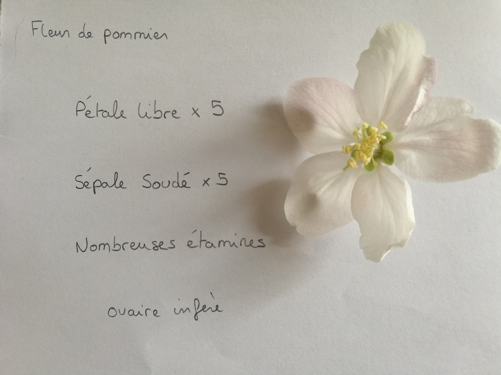 Annexe Fleur de pommier jardin 1.jpg