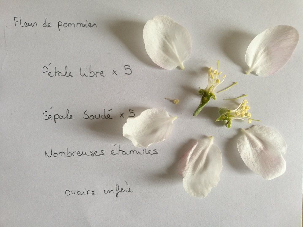 Annexe Fleur de pommier jardin 2.jpg