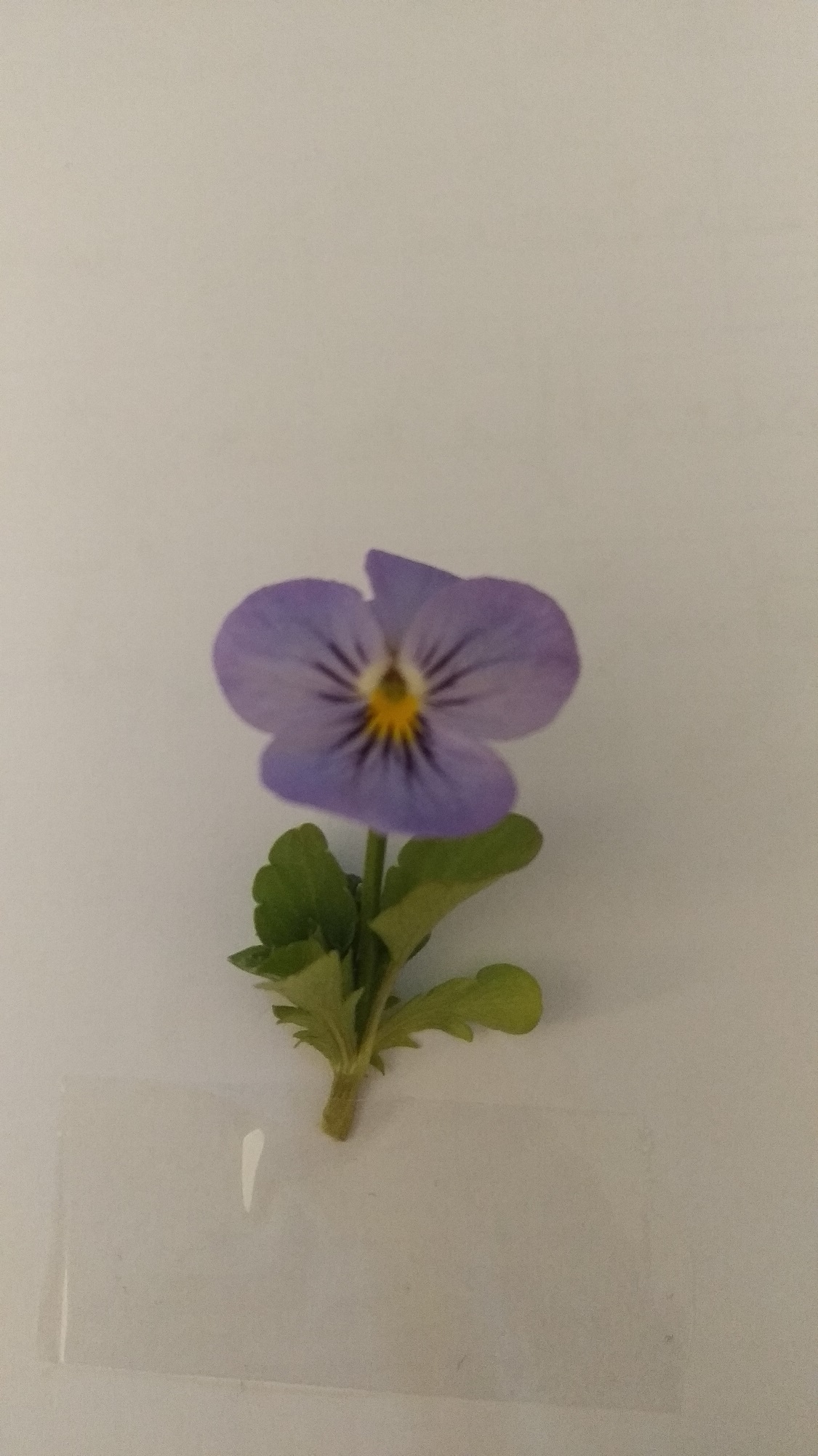 Annexe IMG_20200417_173136.jpg