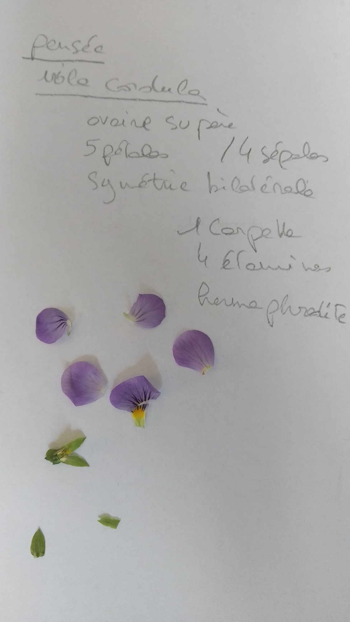 Annexe IMG_20200417_180122.jpg