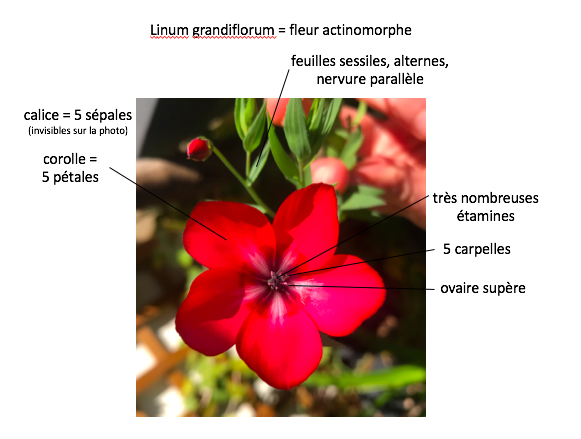 Annexe linum grandiflorum.png
