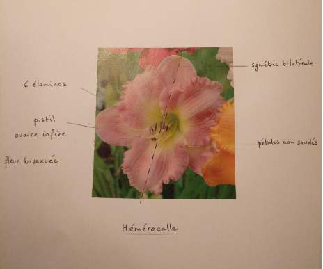 Annexe Fleur dHémérocalle.PNG