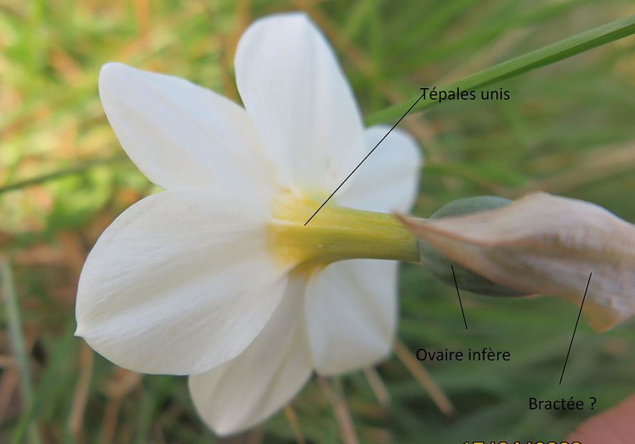 Annexe jonquille dessous petit.png