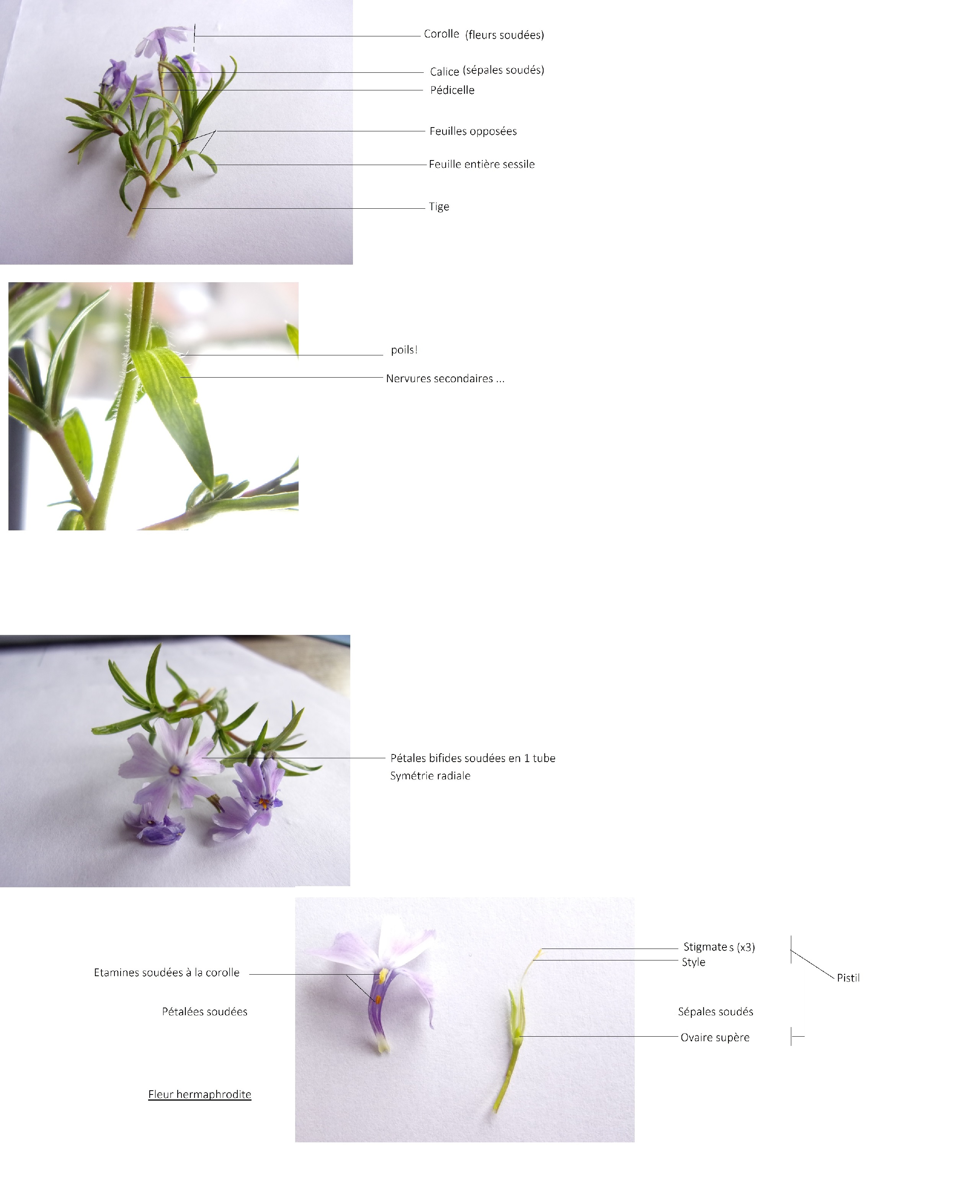 Annexe ACtivité séq 3.jpg