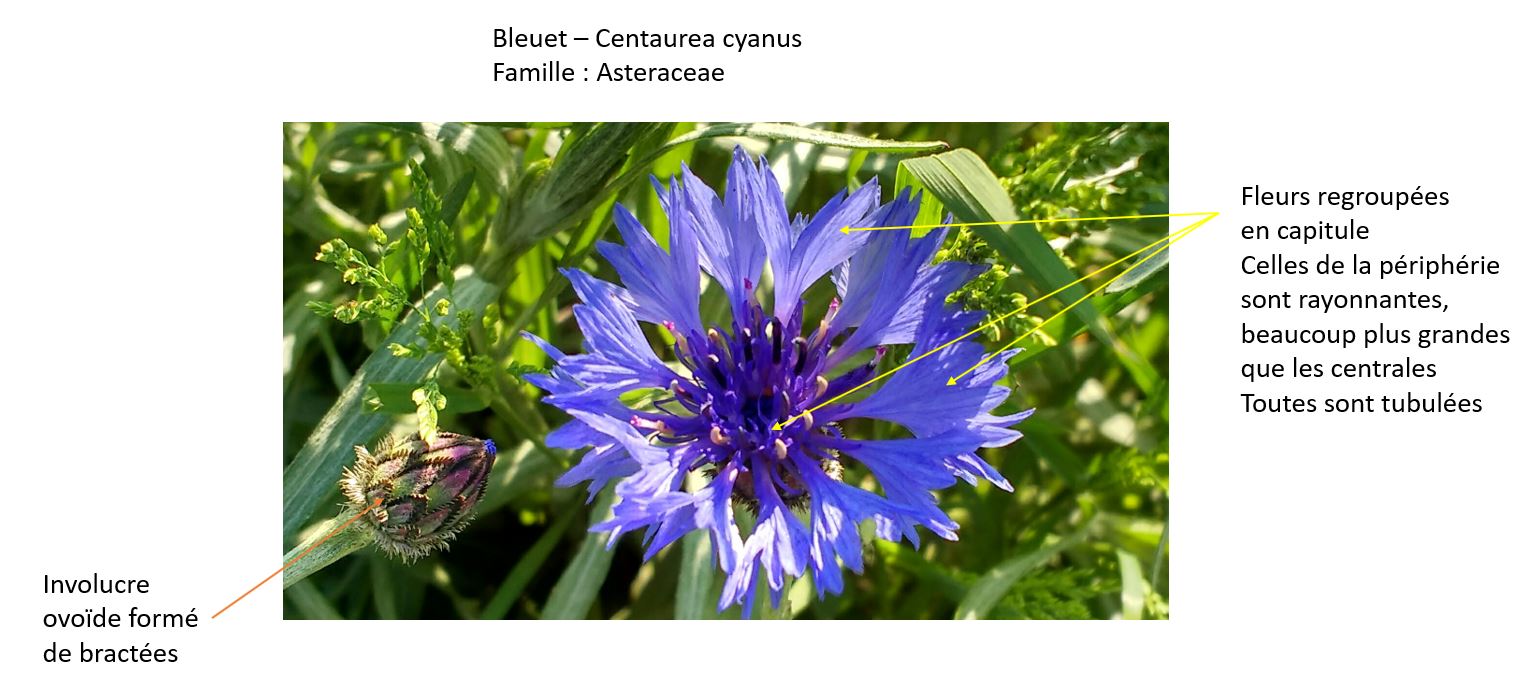 Annexe Bleuet - Centaurea cyanus.JPG