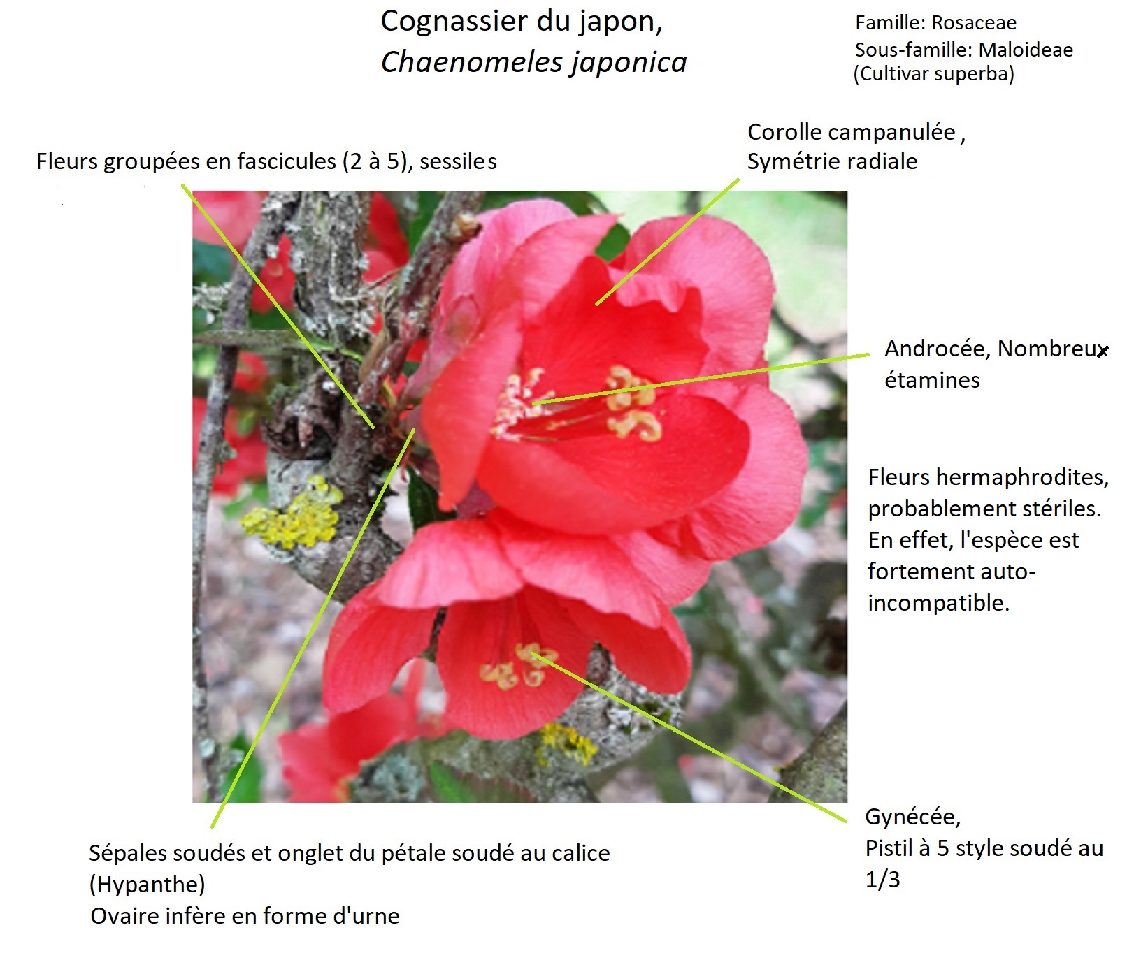 Annexe Chaenomeles japonica description fleurs.jpg