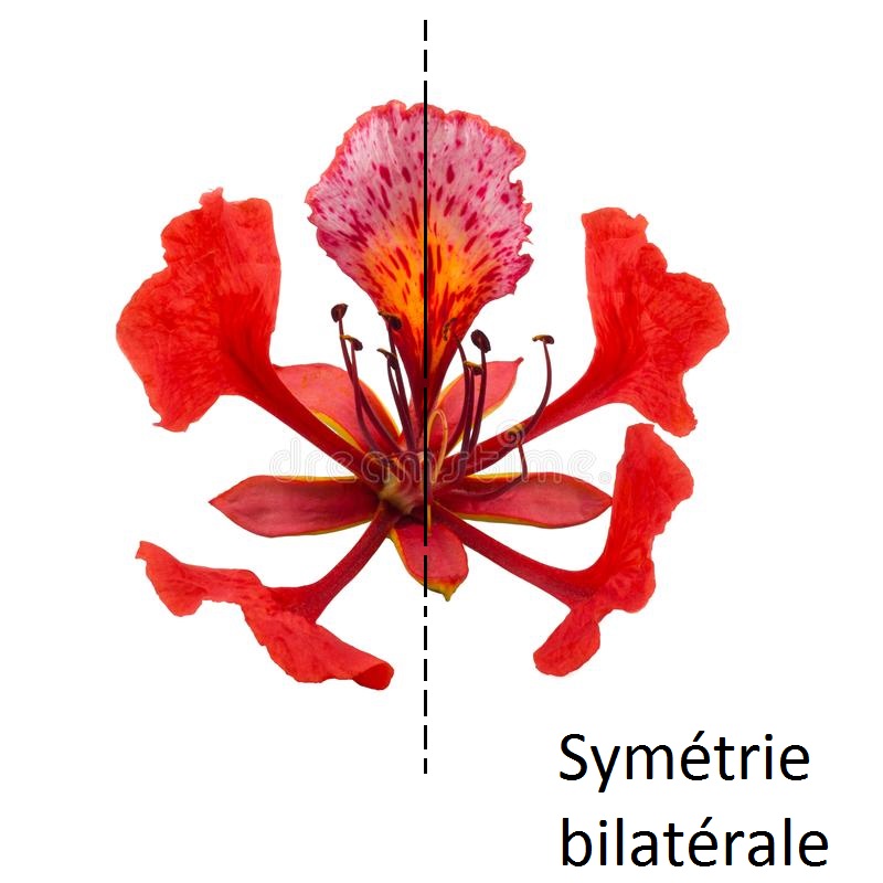 Annexe fleur-de-gulmohar-à-l-arrière-plan-blanc-un-arbre-est-ornemental-qui-s-appelle-scientifiquement-le-regia-delonix-gulmoh-112122113aaaaaaaa.jpg