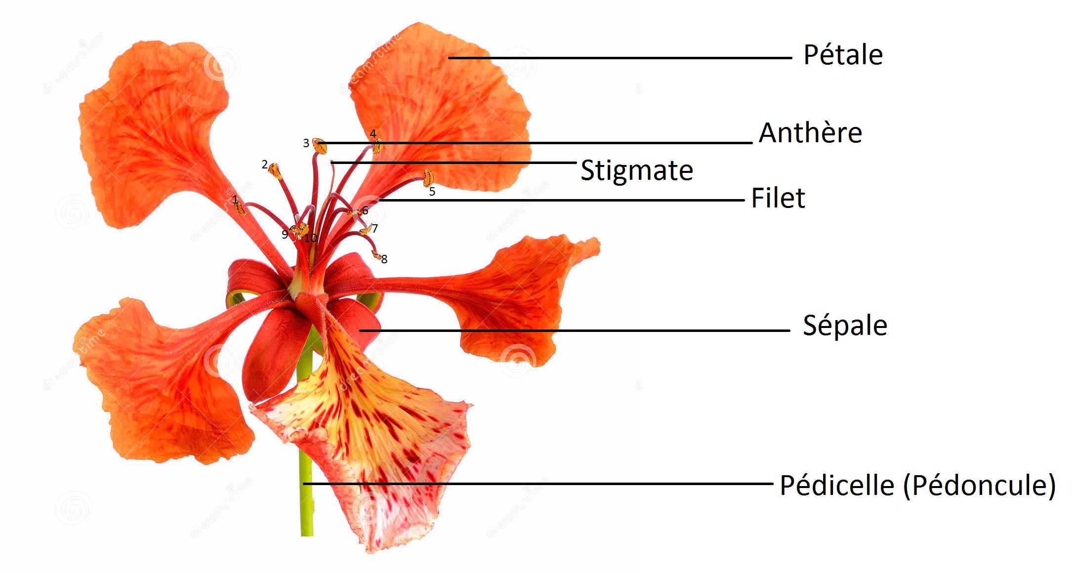 Annexe fleur-de-paon-rouge-d-isolement-sur-le-fond-blanc-54425760aaaaaaaaaaa.jpg