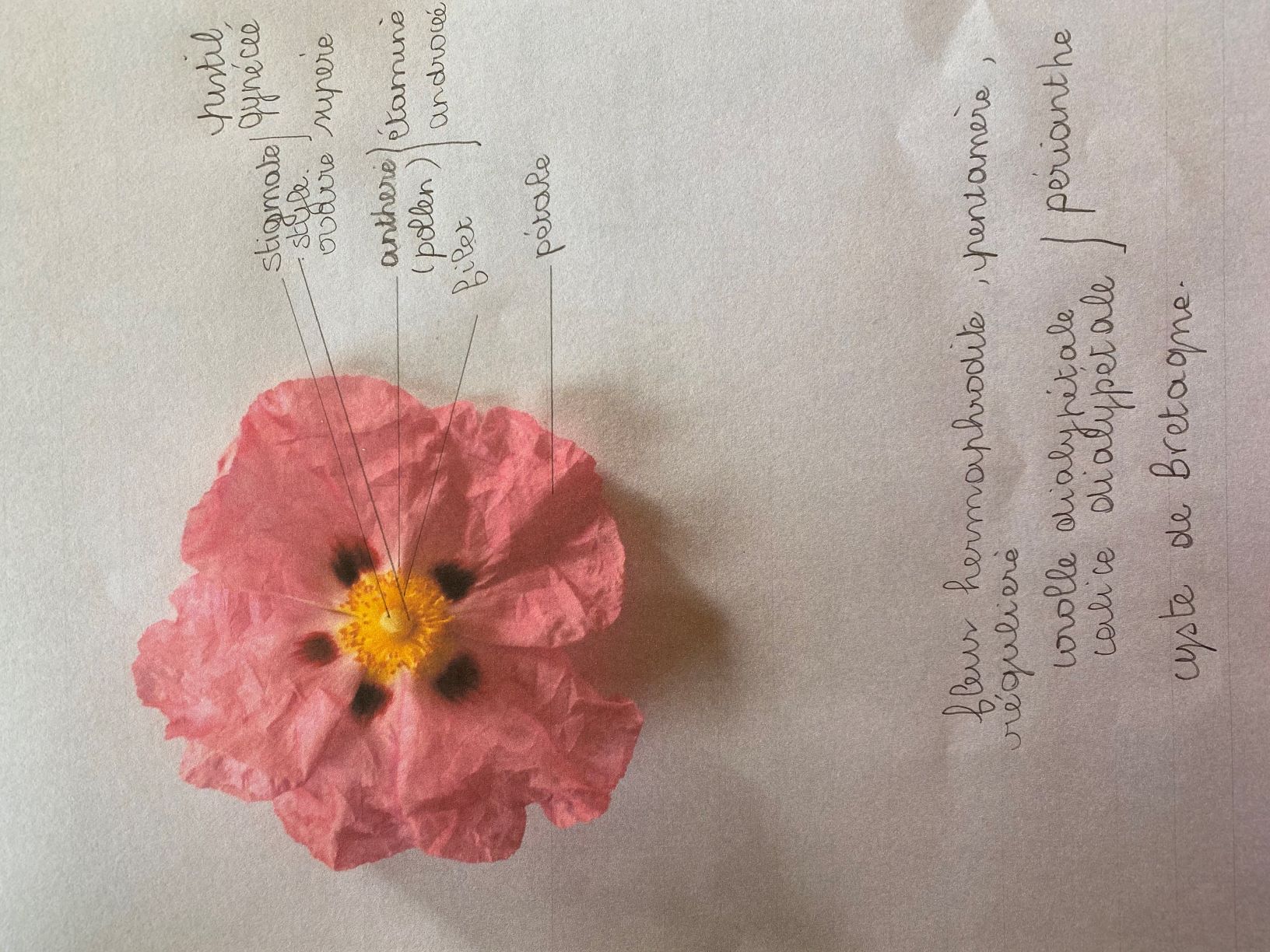 Annexe IMG_2824[1975].jpg