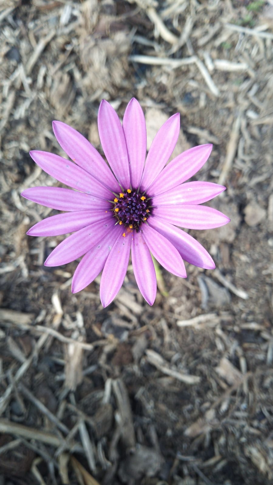 Annexe IMG-20200418-WA0011.jpg