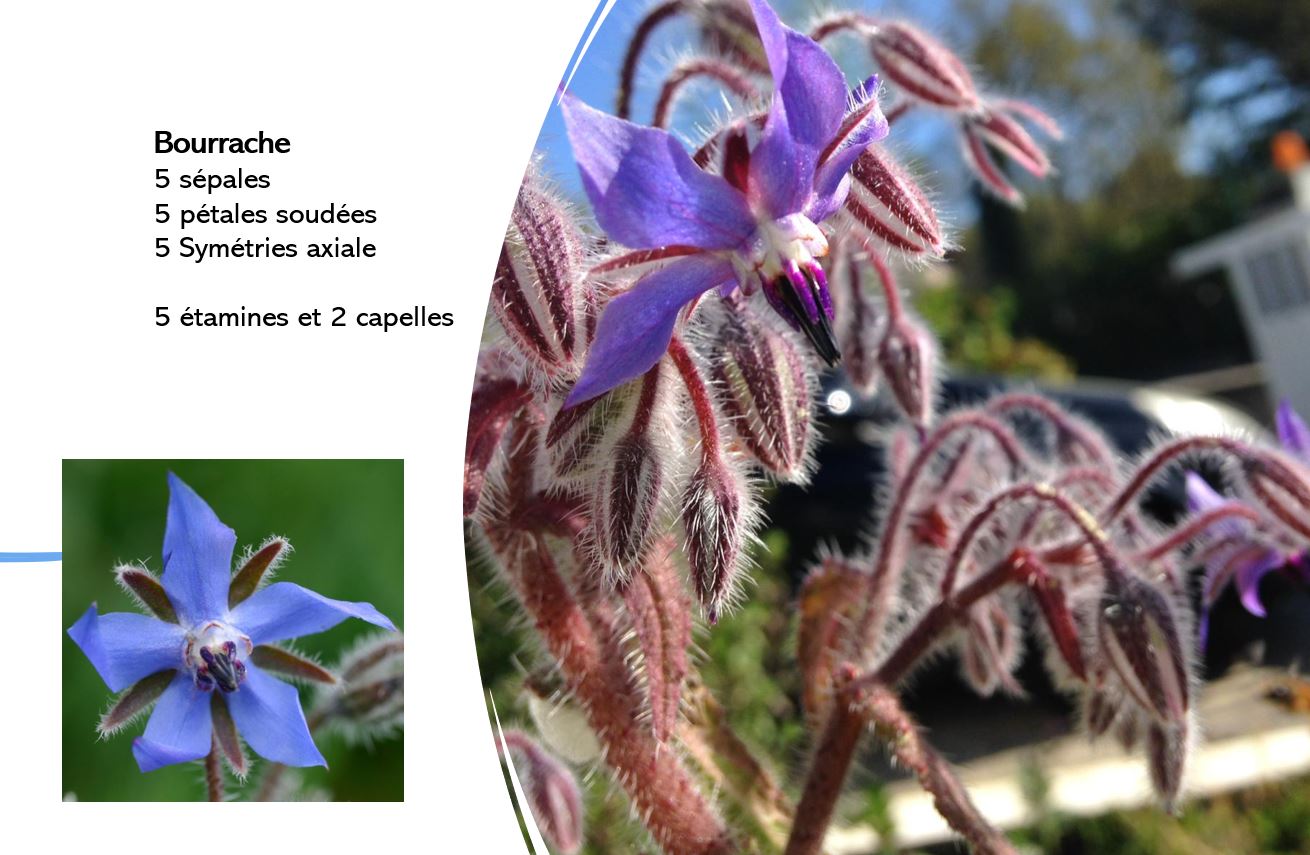 Annexe bourrache.JPG