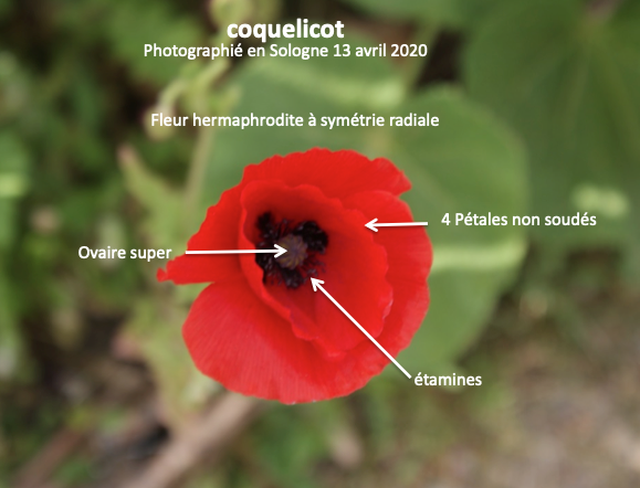 Annexe Capture d’écran 2020-04-18 à 18.40.39.png