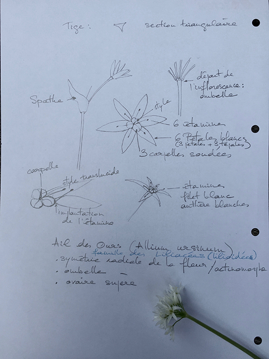 Annexe Allium ursinum dessin petit.jpg
