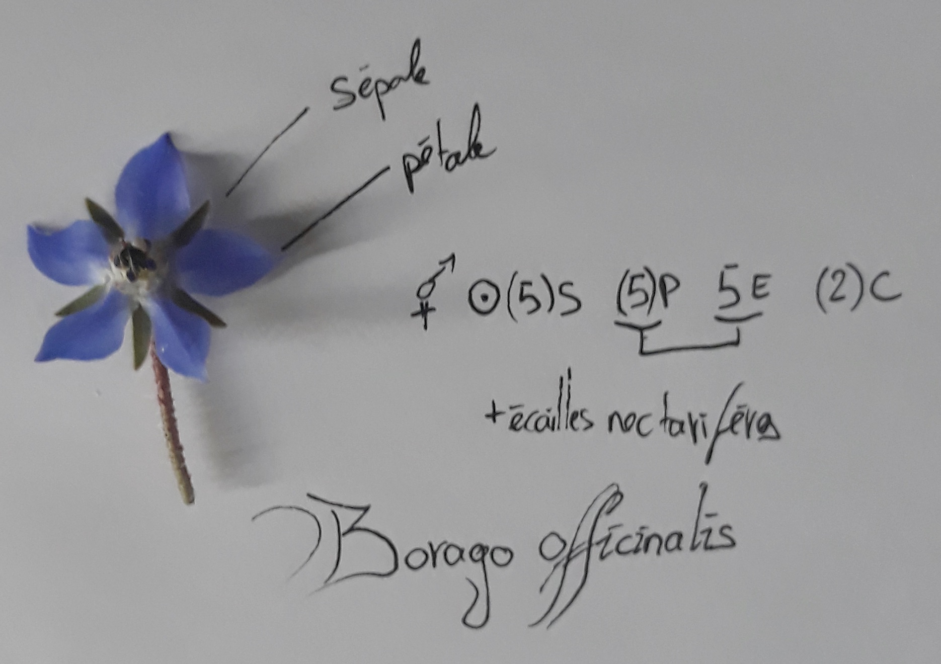 Annexe 20200418_191145.jpeg