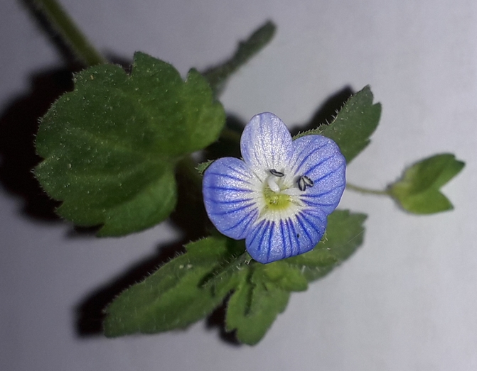 Annexe 20200418_180309.jpg