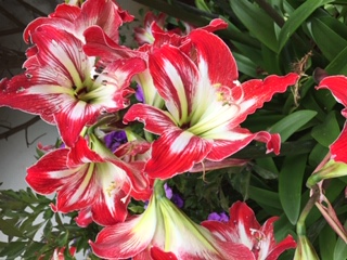 Annexe Hippeastrum.JPG