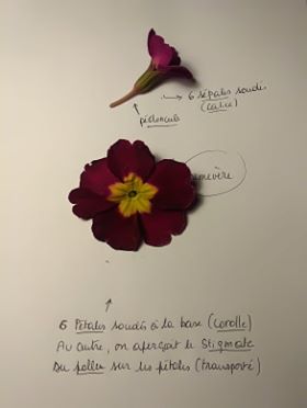 Annexe primevère.jpg