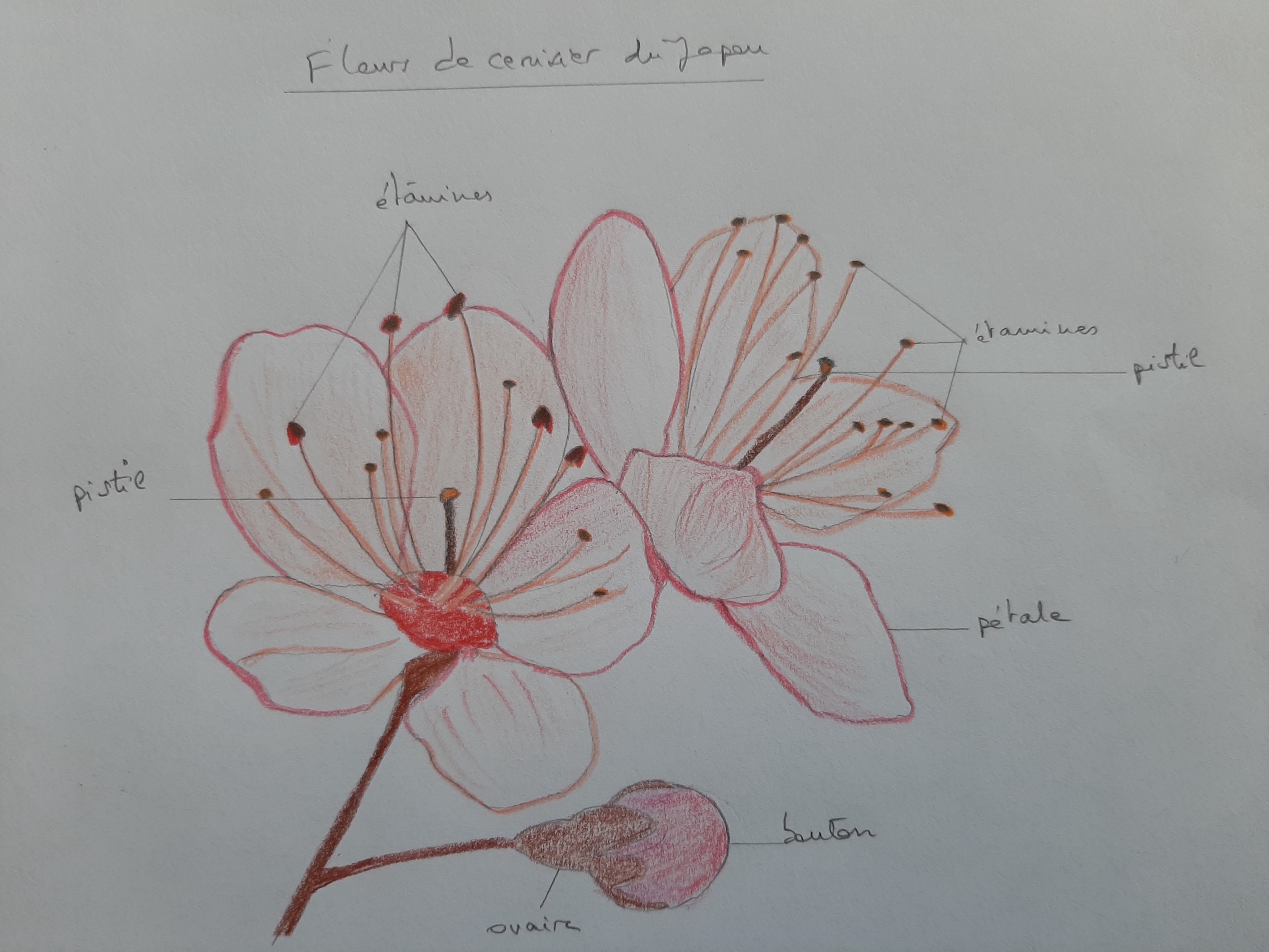 Annexe MOOC exo fleur.jpg