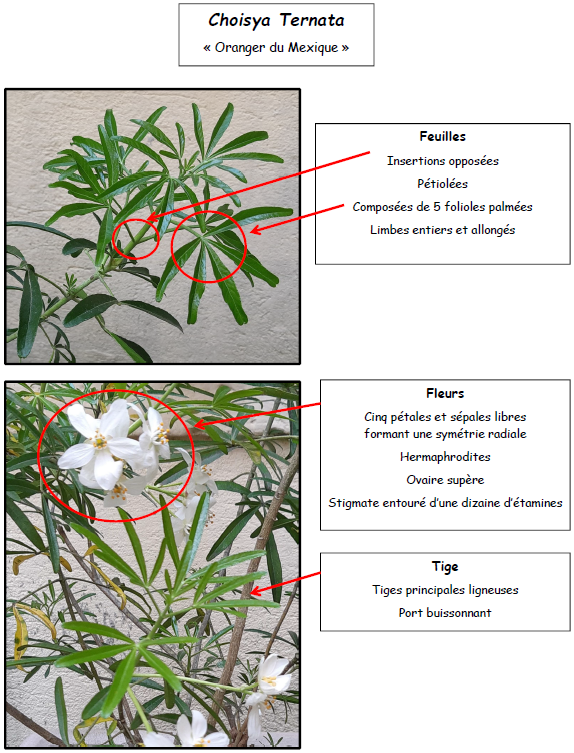 Annexe S3.1 Decrire Choisya ternata (oranger Mexique).PNG