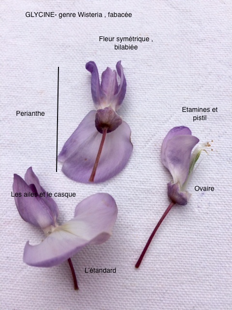 Annexe Glycine fleur descriptif.jpg