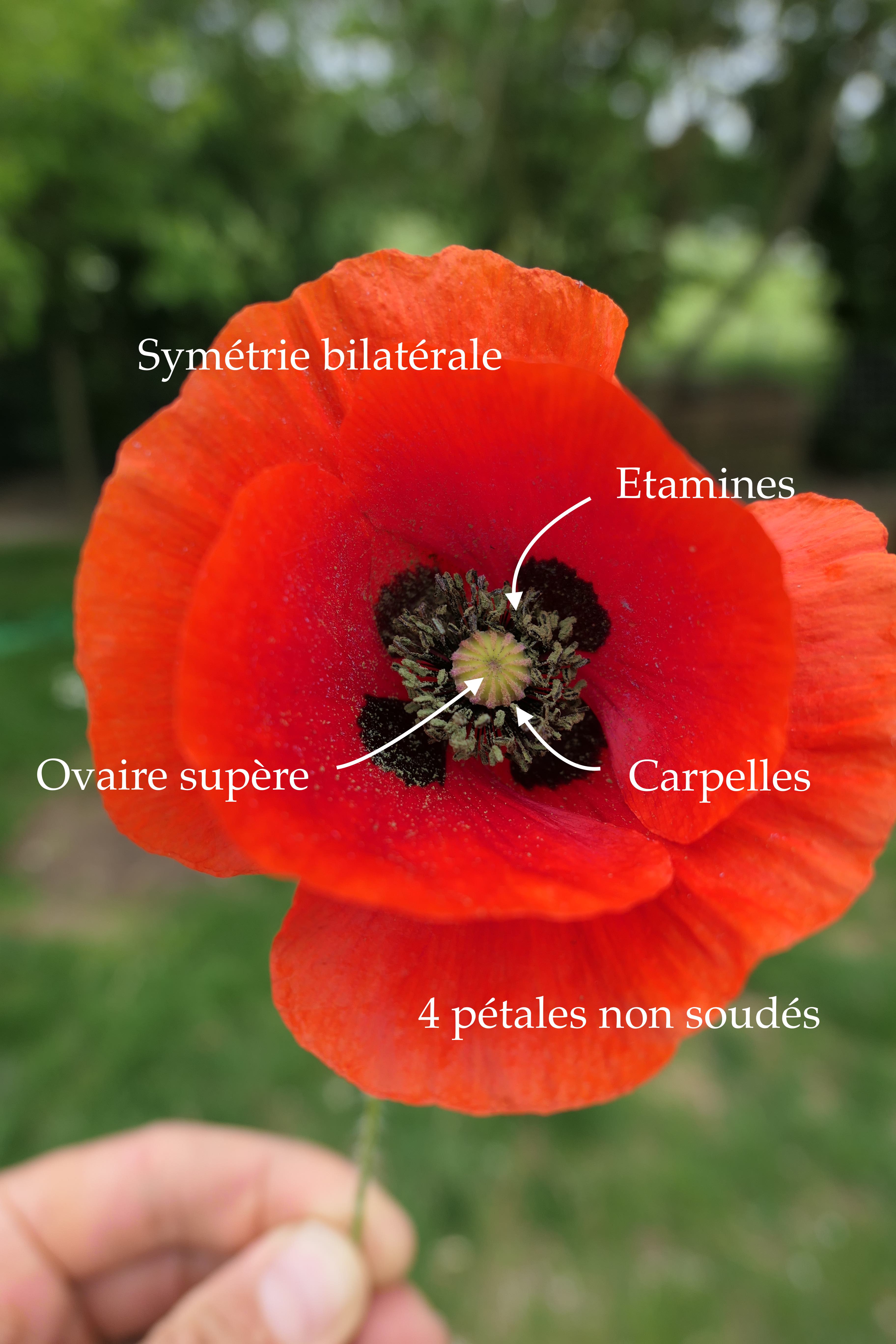 Annexe photo 1 julien.jpg