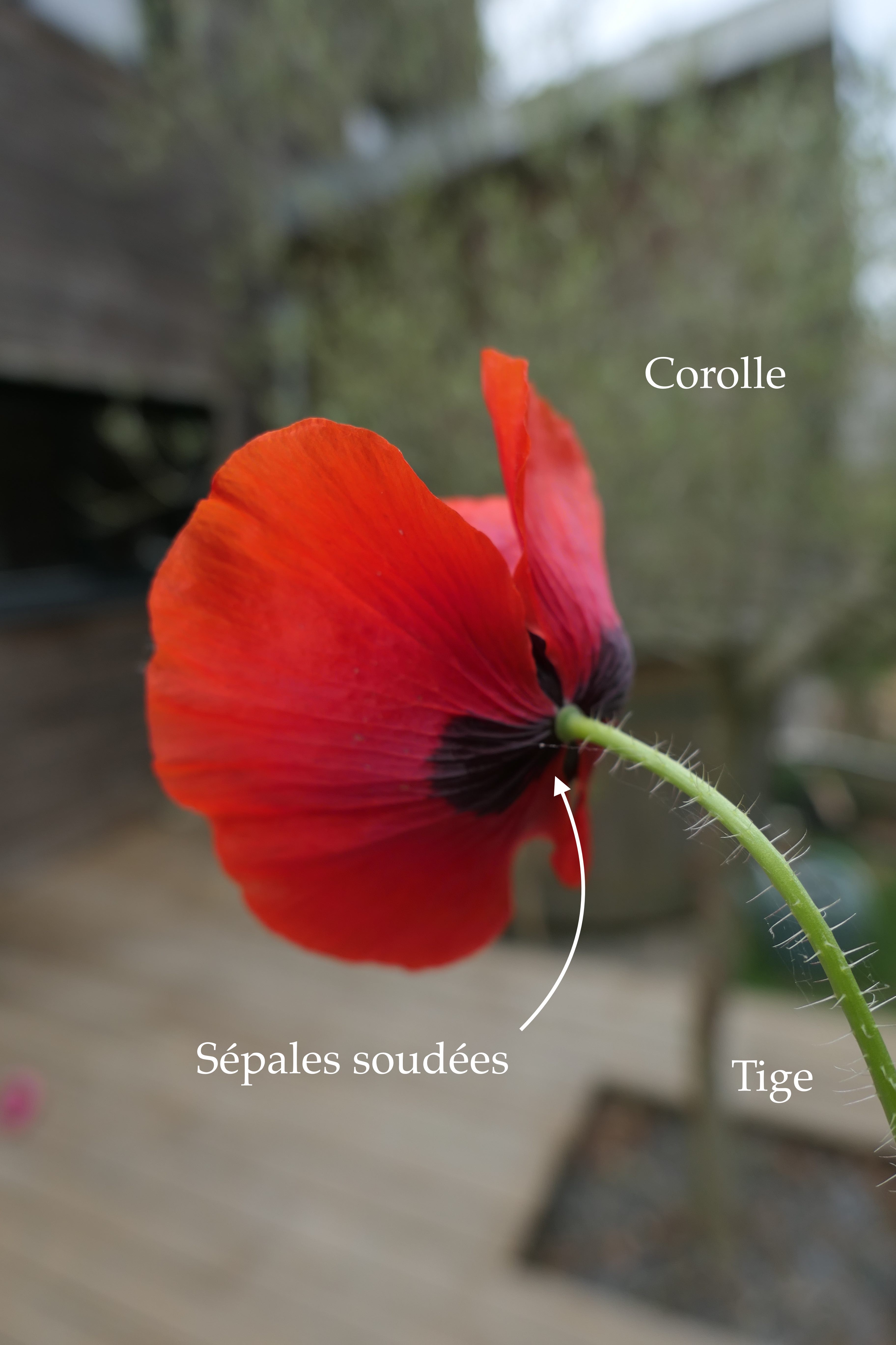 Annexe photo 2 julien.jpg