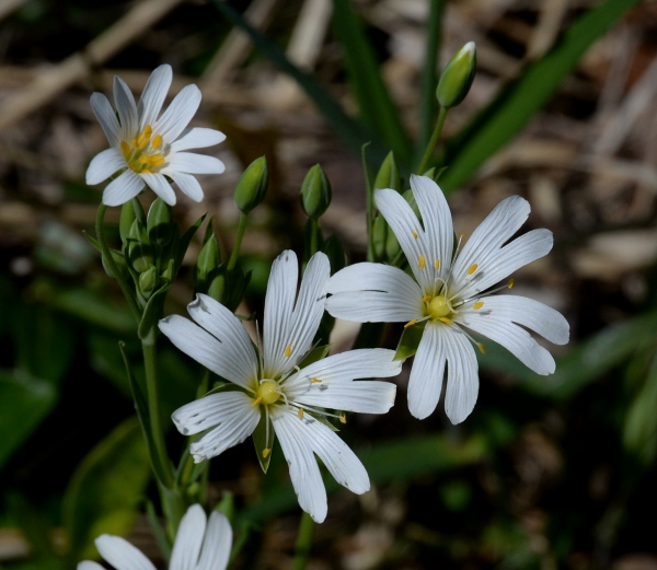 Annexe DCD5AE8F-3A24-47D3-AB14-AF7D0A9D1833.jpeg