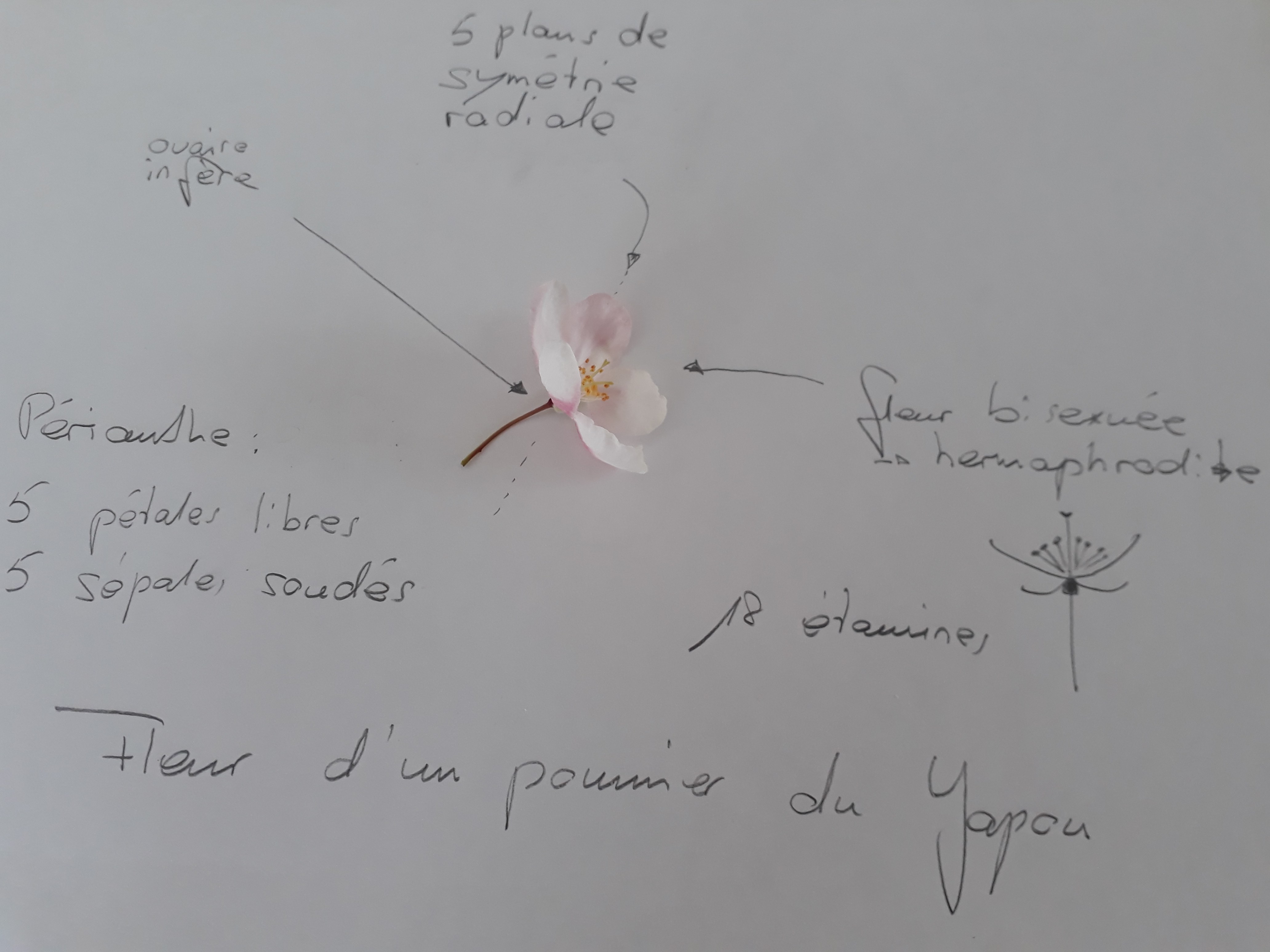 Annexe Fleur de pommier du Japon.jpg