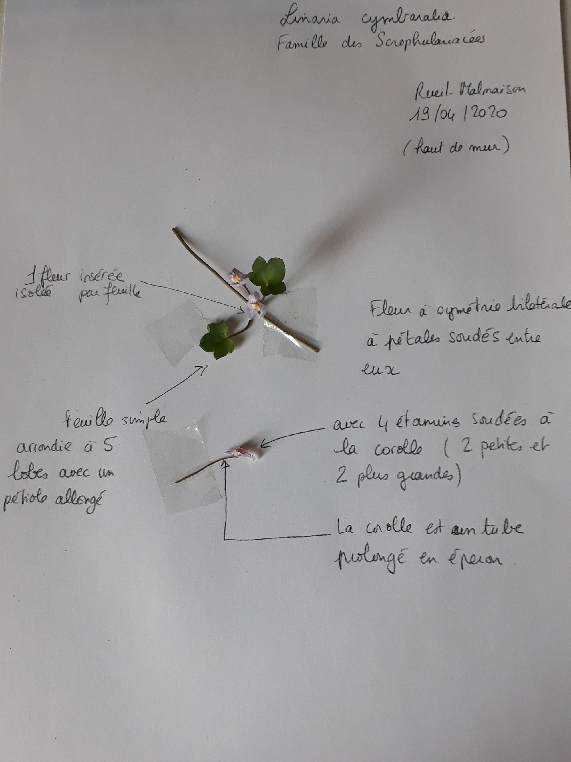 Annexe 20200419_171714.jpg
