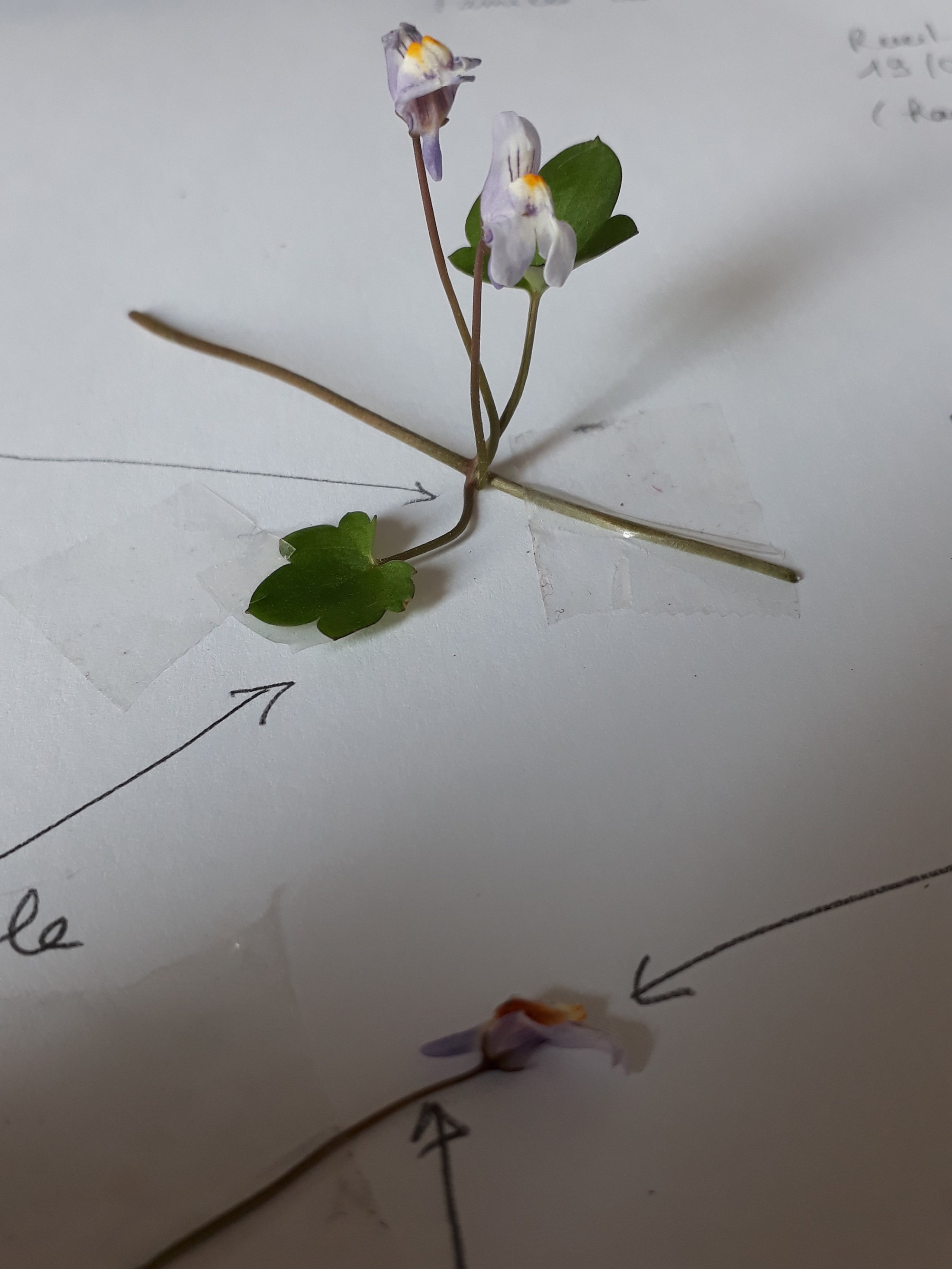 Annexe 20200419_171722.jpg