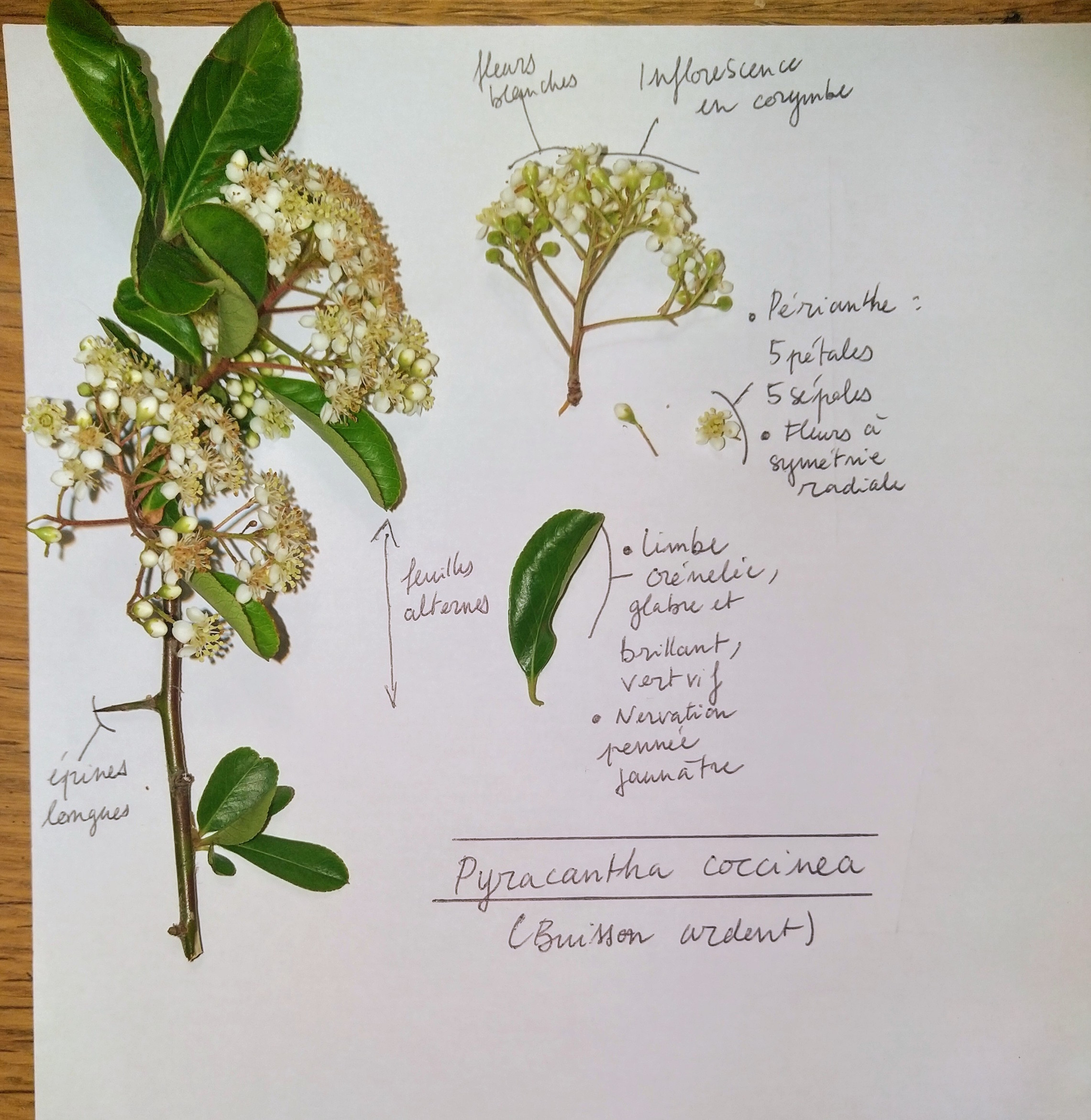 Annexe Pyracantha coccinea.jpg