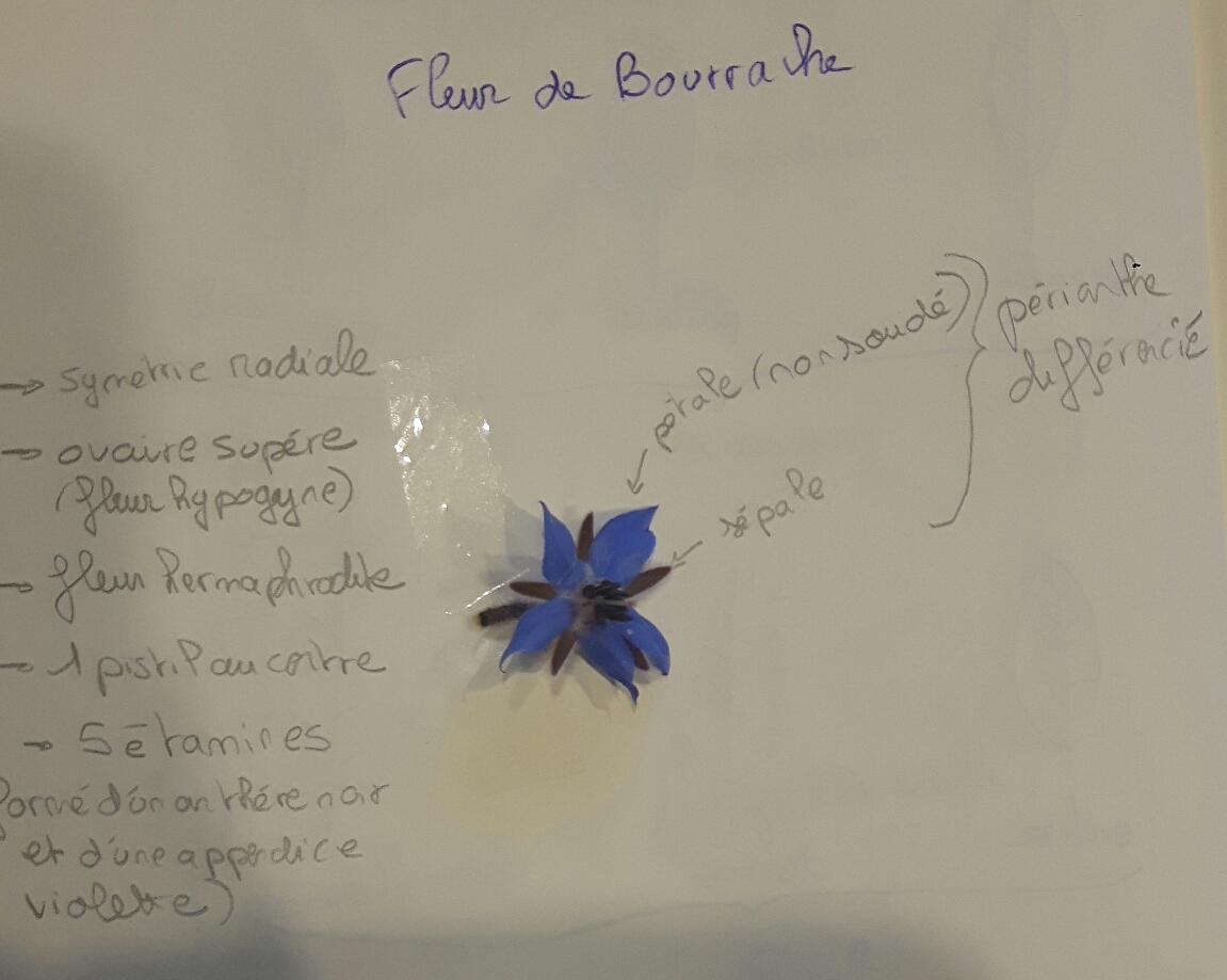 Annexe Fleur bourrache .jpg