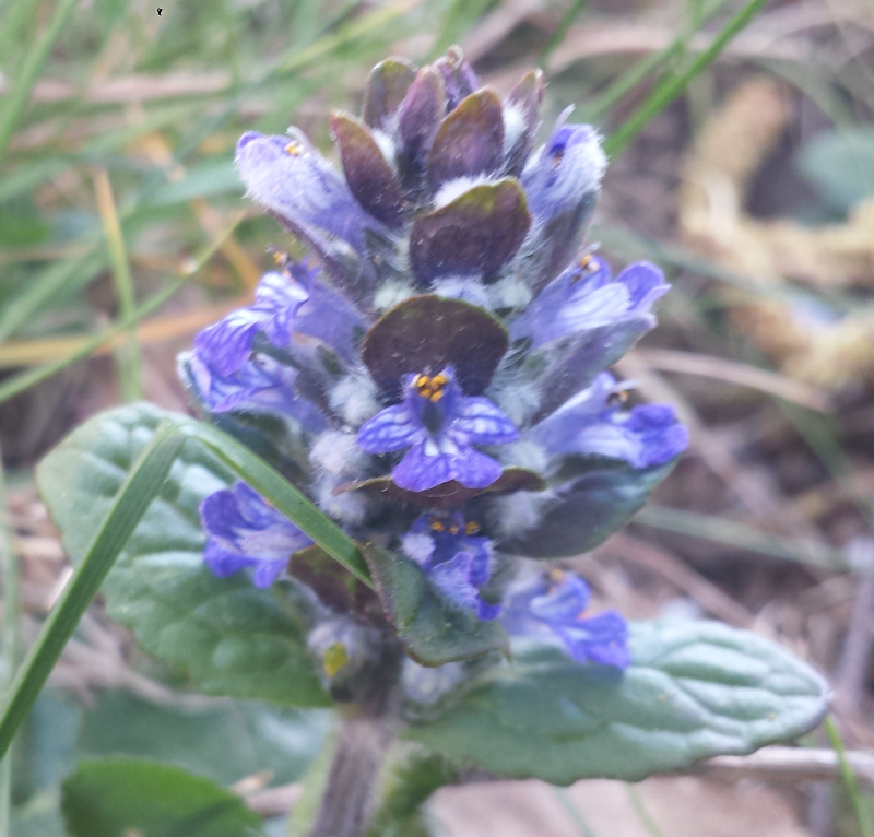 Annexe 20200414_163710a.jpg