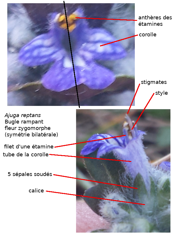 Annexe Ajuga_reptans.jpg
