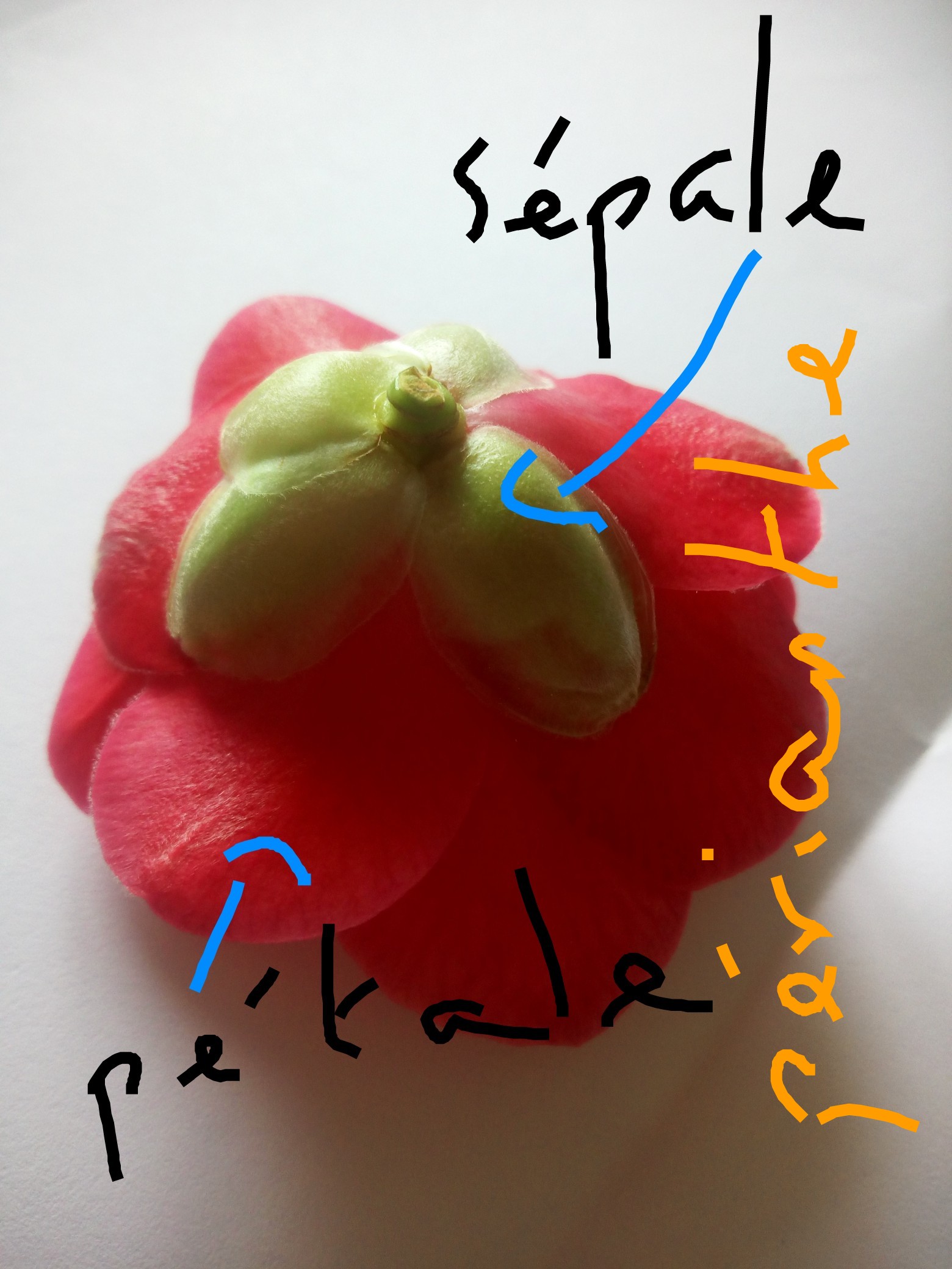 Annexe IMG_20200420_162720.jpg