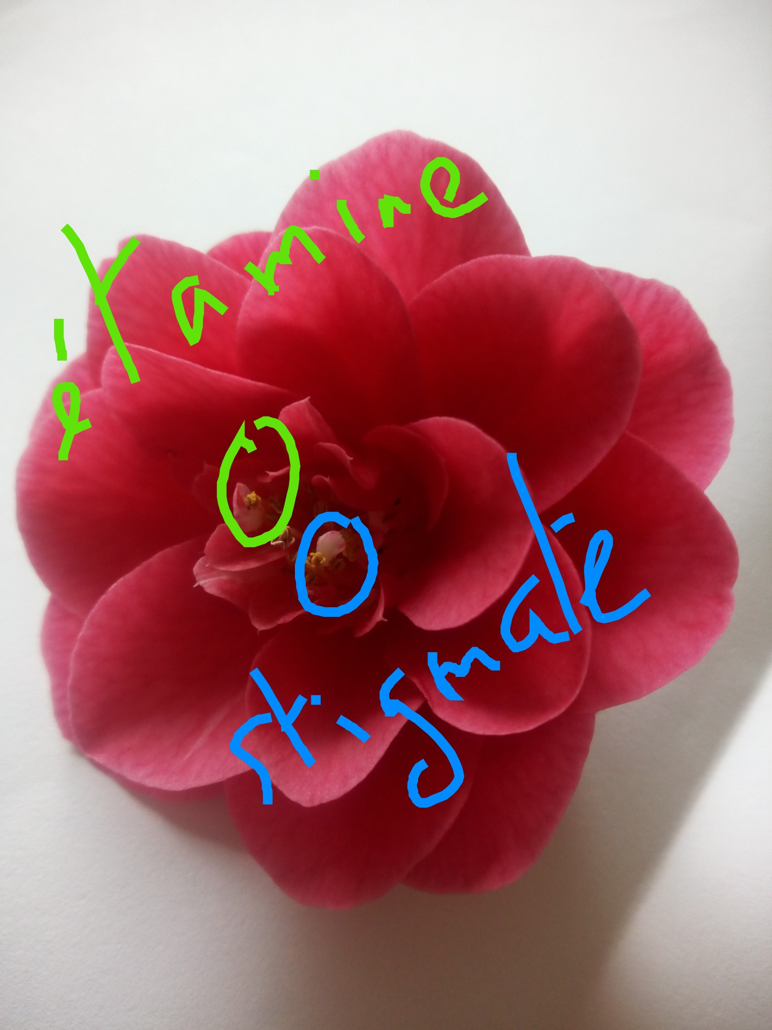 Annexe IMG_20200420_162845.jpg