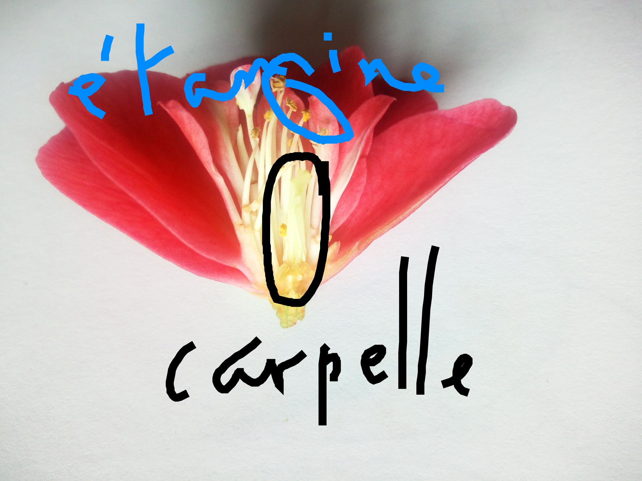 Annexe IMG_20200420_164353.jpg