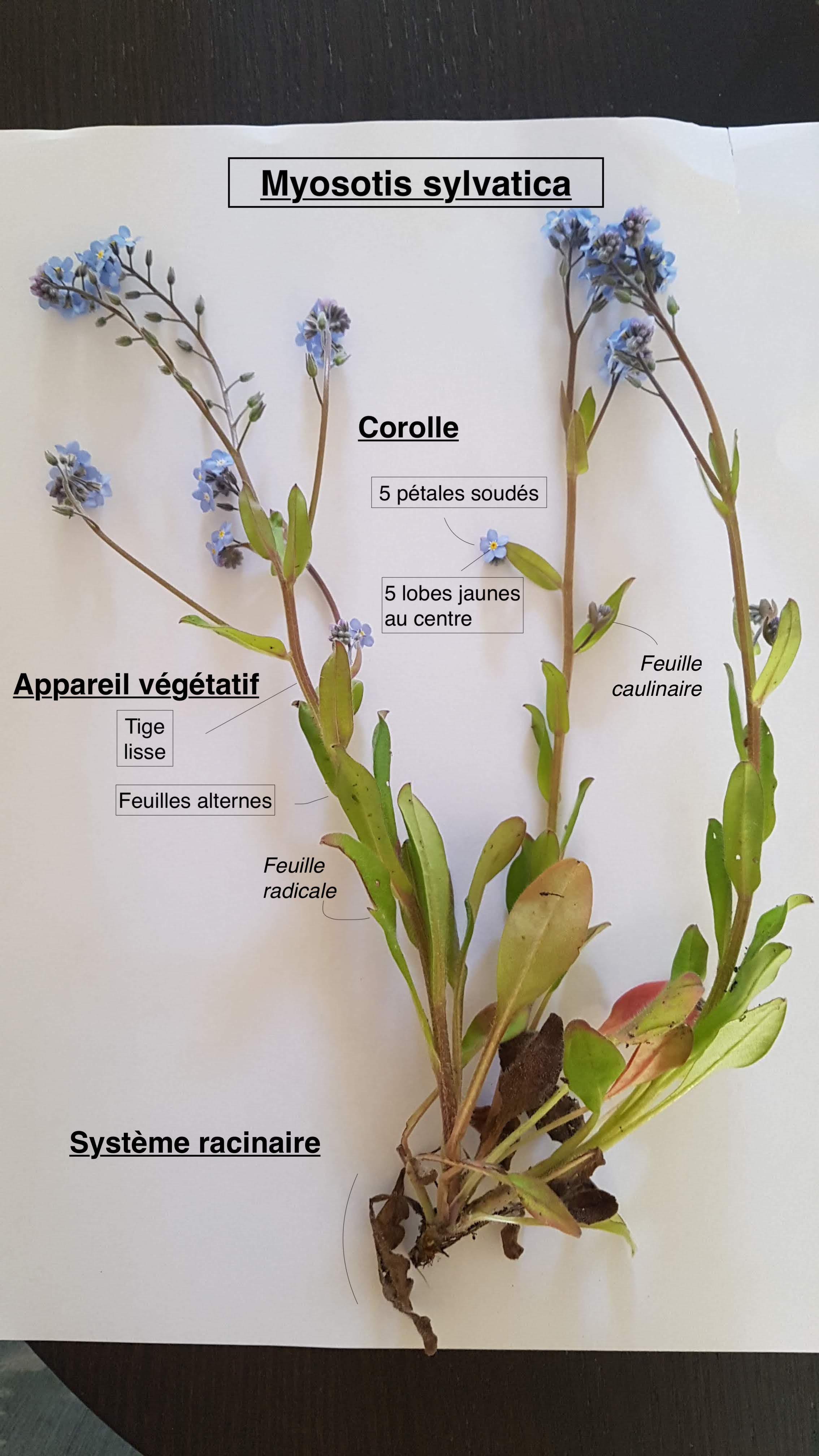 Annexe 20200420_132107.jpg