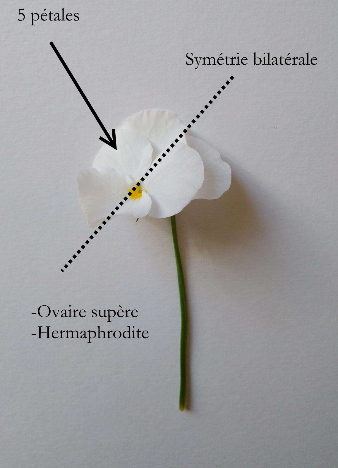 Annexe WhatsApp Image 2020-04-20 at 18.18.19.jpeg