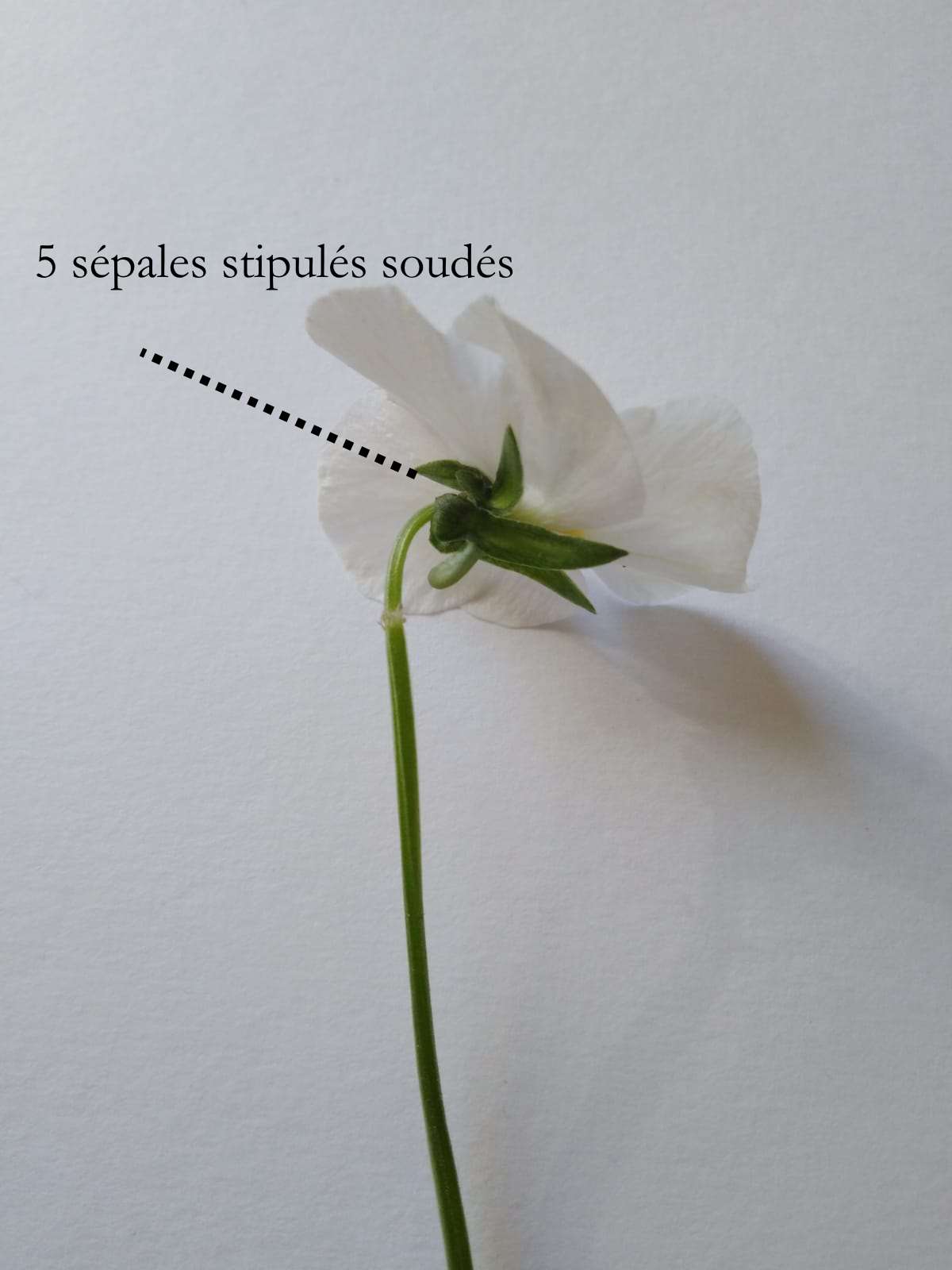 Annexe WhatsApp Image 2020-04-20 at 18.18.20.jpeg