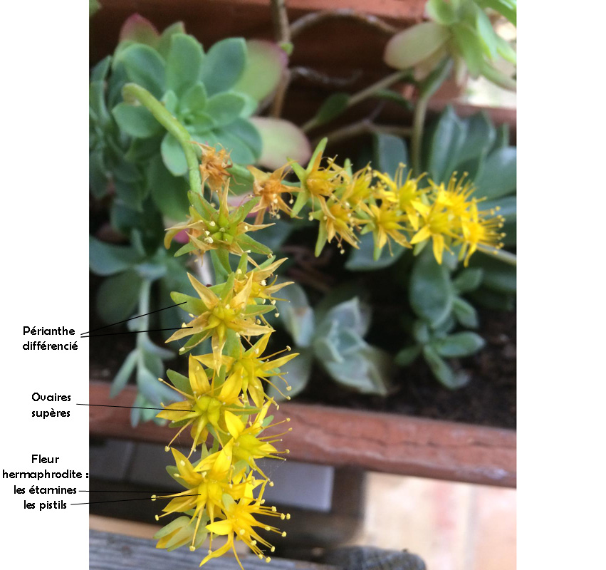 Annexe plante grasse2.jpg